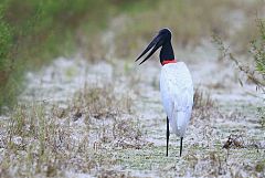 Jabiru